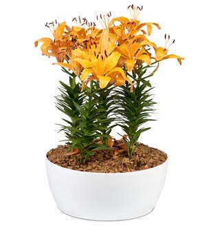 Round Glossy Bonsai Pots 32 cm'' (Pack of 5) mix colors