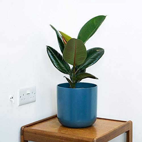 rubber tree sapling Rubber Plant Live Sapling Plant With Pot – GreenParadiseLive
