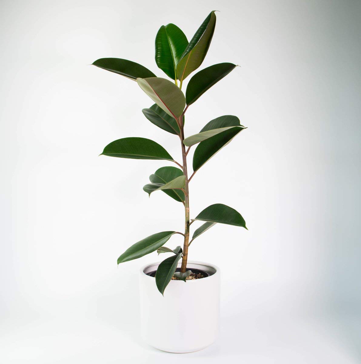 rubber tree live Rubber Plant Live Sapling Plant With Pot – GreenParadiseLive