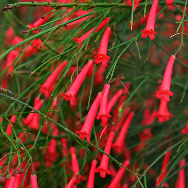 Russelia Live Plant