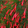 Russelia Live Plant