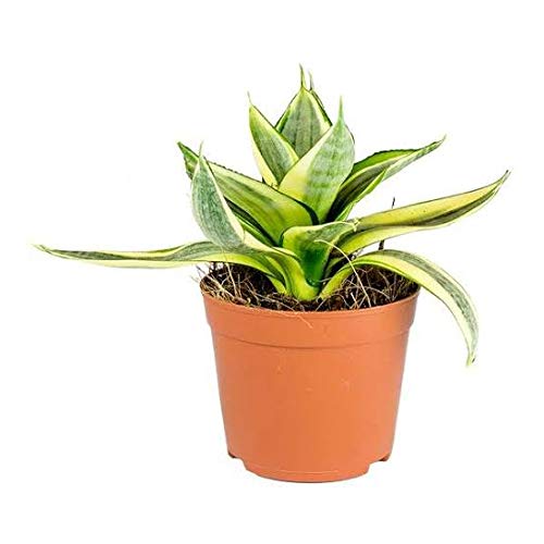 sansevieria sunshine Sansevieria Sunshine Varigated Live Air Purifier Healthy Plant with Po – GreenParadiseLive