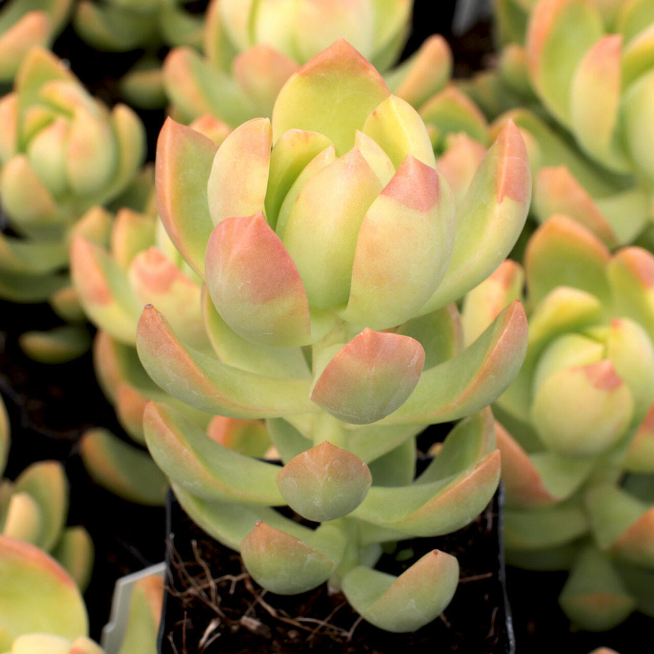 Sedum Adolphii Golden Live Plant