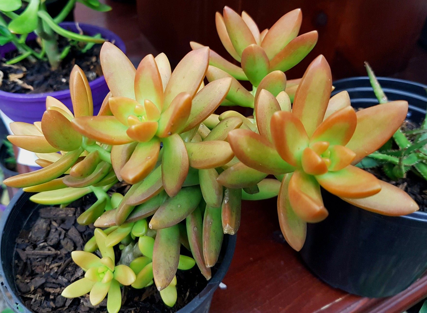 Sedum Adolphii Golden Live Plant