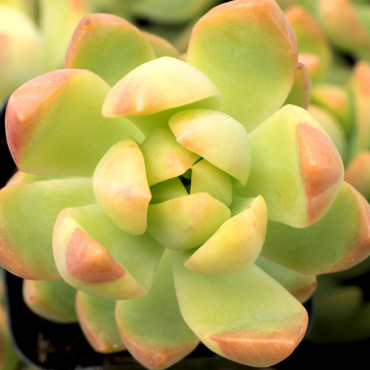 Sedum Adolphii Golden Live Plant