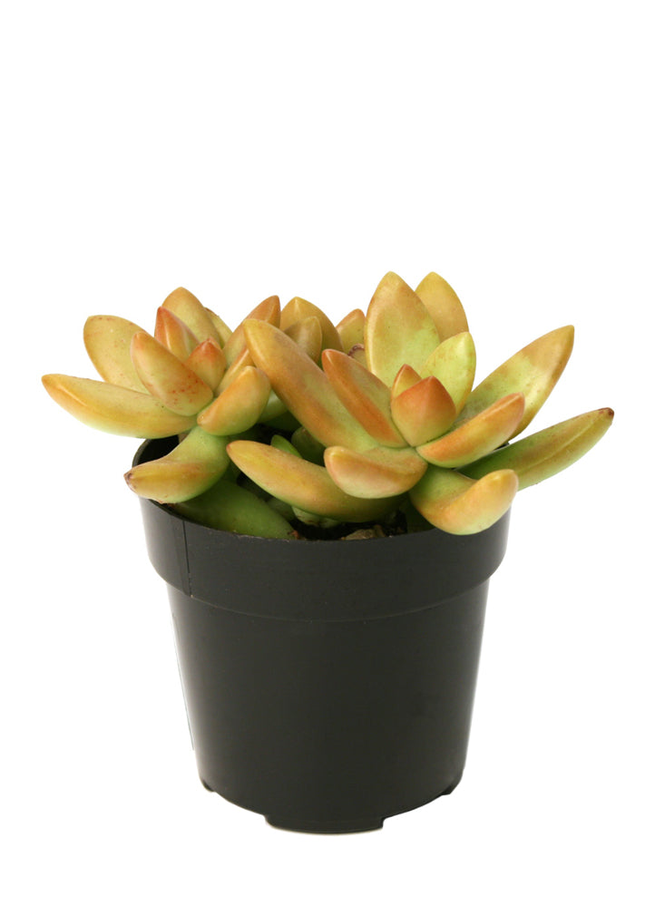 Sedum Adolphii Golden Live Plant