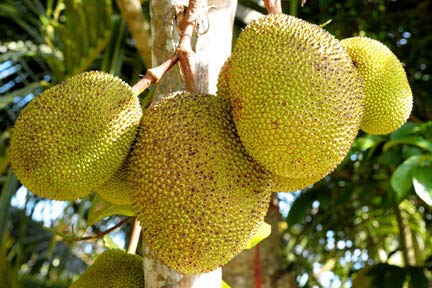 Exclusive Seedless JackFruit Live Plant