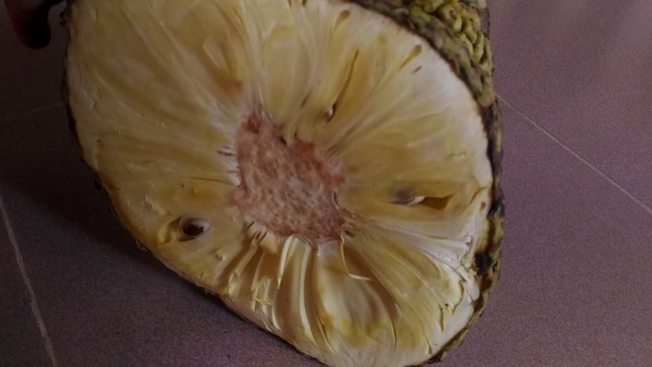 Exclusive Seedless JackFruit Live Plant