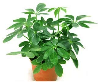 Seflera Live Plant