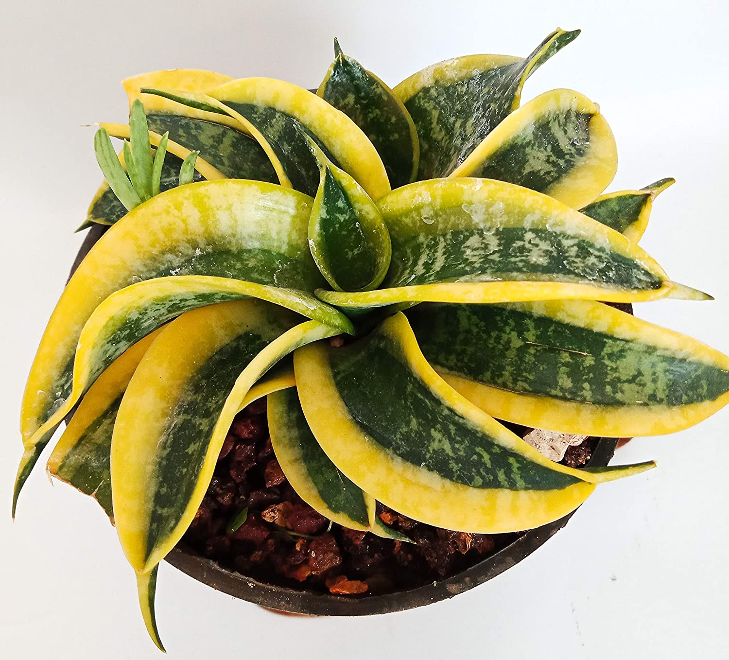 Air Purifier Senseveria Live and Healthy Plant For Indoor