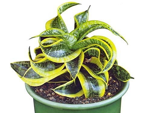 Air Purifier Senseveria Live and Healthy Plant For Indoor