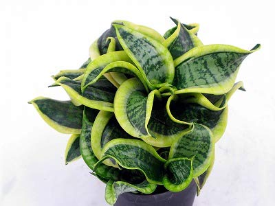 Air Purifier Senseveria Live and Healthy Plant For Indoor