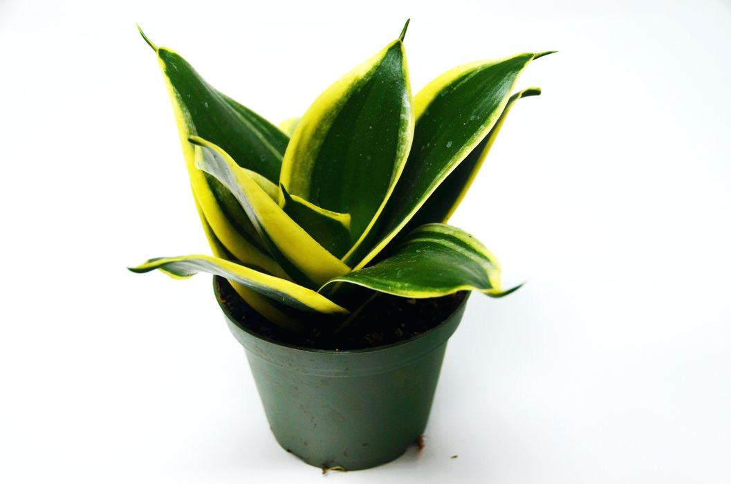 sansevieria laurentii air purifier Air Purifier Sansevieria Live and Healthy Plant For Indoor –  GreenParadiseLive