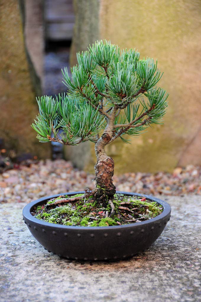 Pine Tree pre Bonsai Material Plant with Nursery Pot