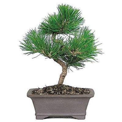 Pine Tree pre Bonsai Material Plant with Nursery Pot
