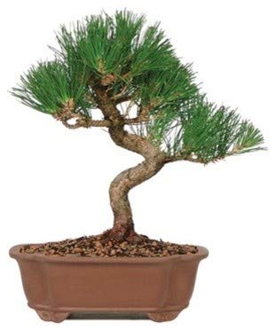 Pine Tree pre  Bonsai Material Plant with Nursery Pot