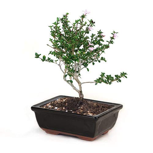 Snow Rose Serissa Bonsai bonsai with ceramic bonsai pot