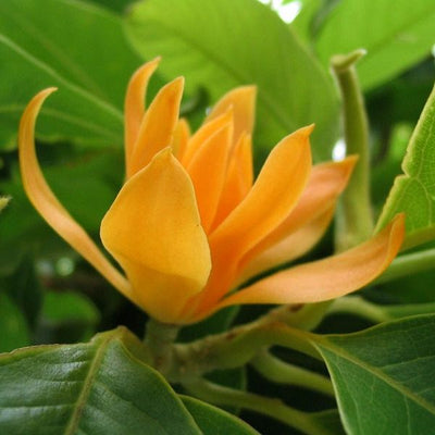Son Champa, Golden Plumeria Live Plant