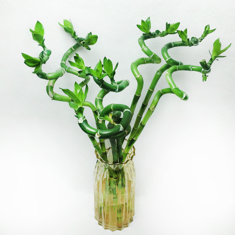 Spiral Bamboo Sticks 60 cm (Set of 5)