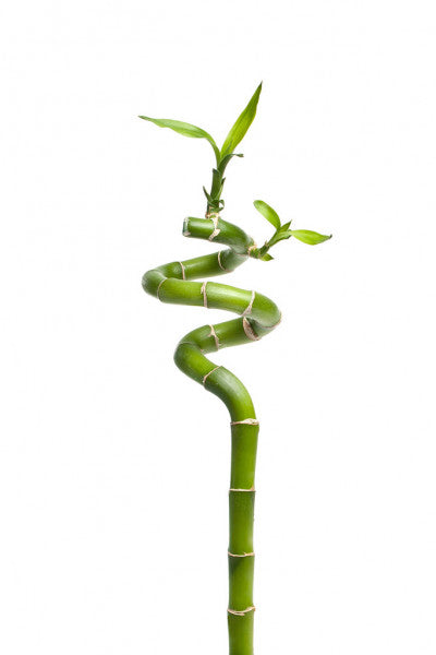 Spiral Bamboo Sticks 30 cm (Set of 3)