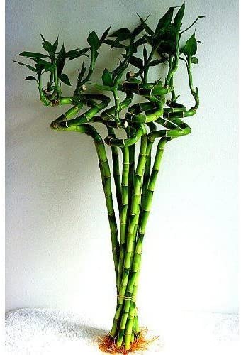 spiral stick lucky bamboo plant Spiral Bamboo Sticks 30 cm (Set of 5) – GreenParadiseLive