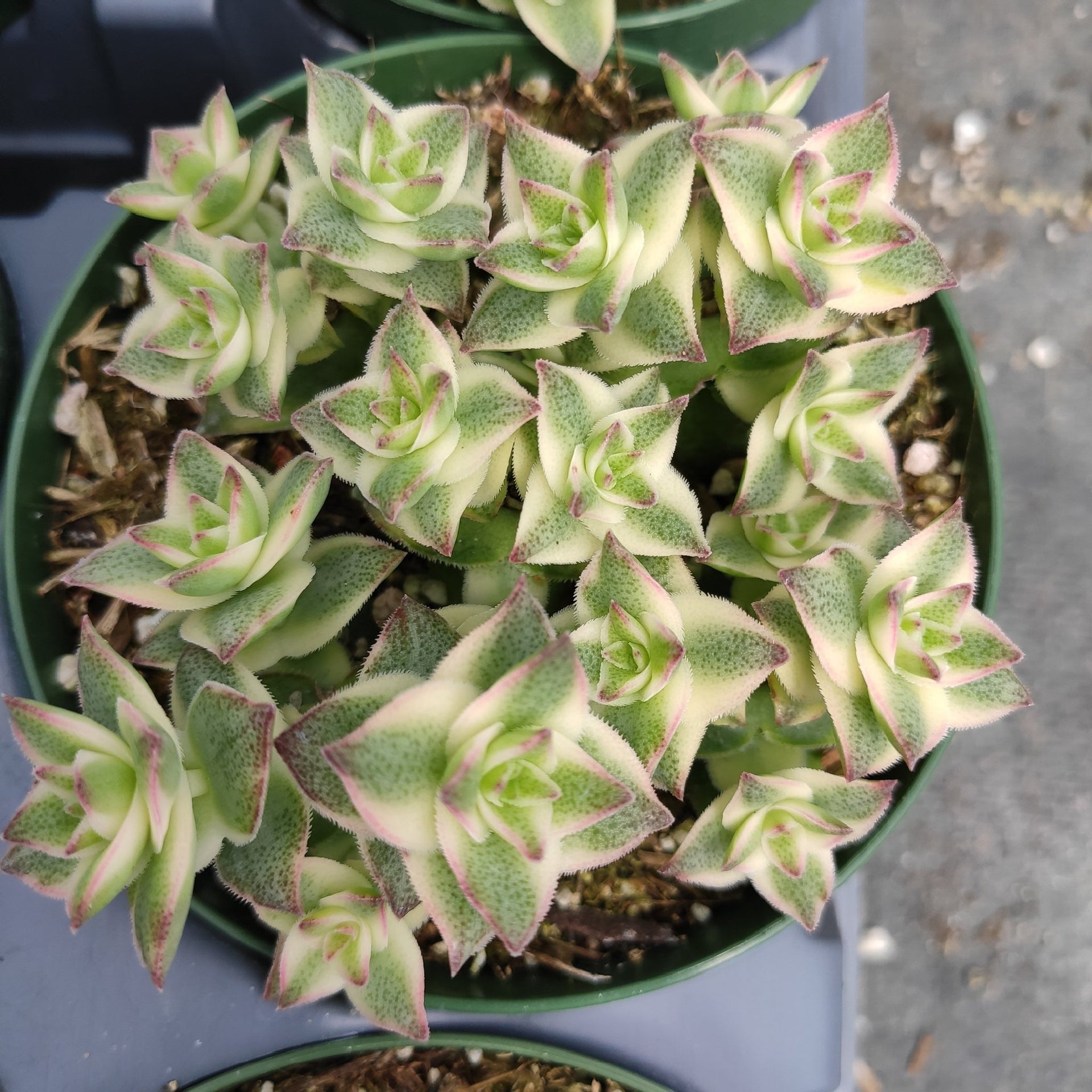 Green Paradise String of Buttons - Crassula perforata Live Plant