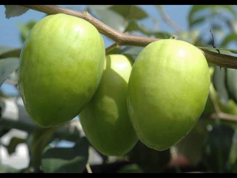 Sweet Apple Ber Live Plant Grafted For Early And Year round Fruiing Live hatlthy Plant In A Polybag