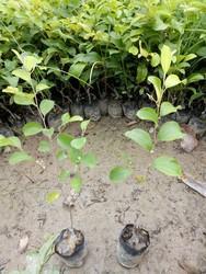 Sweet Apple Ber Live Plant Grafted For Early And Year round Fruiing Live hatlthy Plant In A Polybag