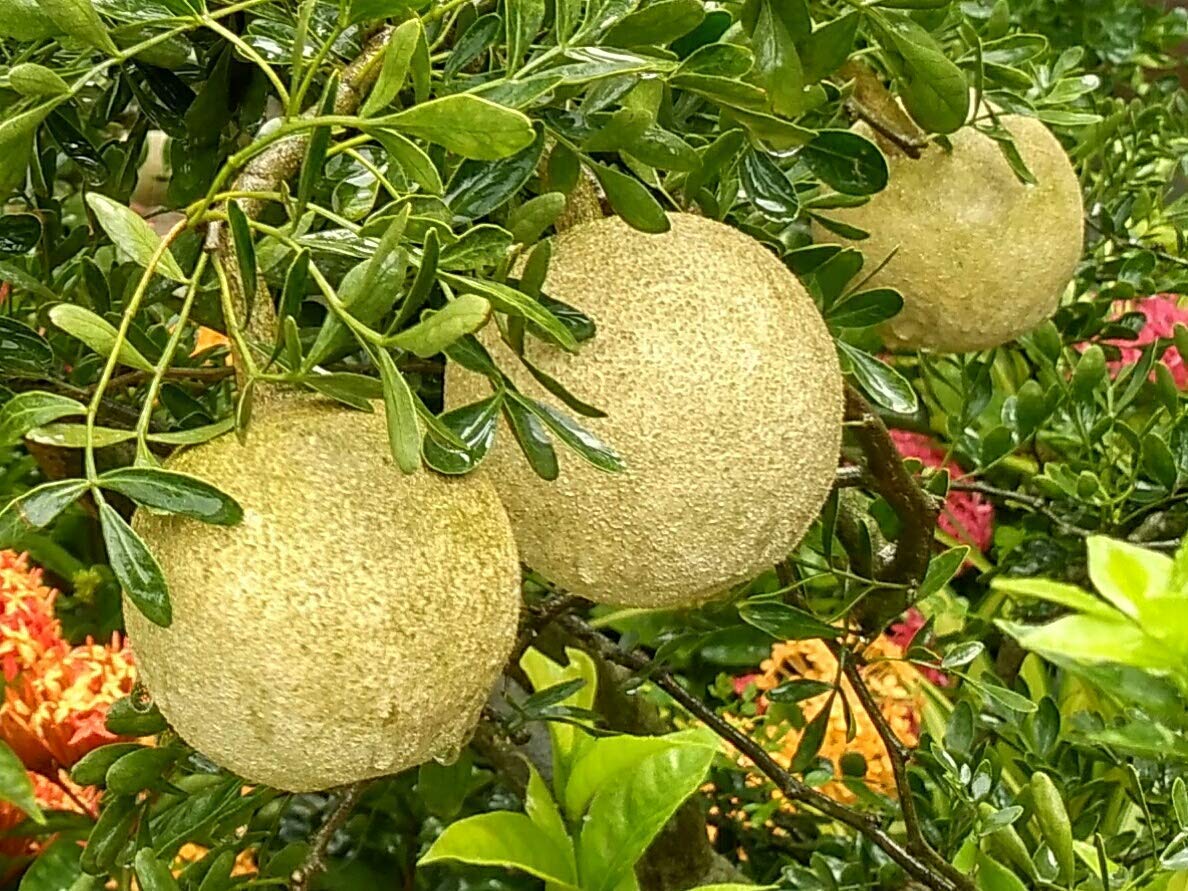 Rare Grafted Sweet Bael Limonia Acidissima Chocolate Wood Apple Grafted Fruit Live Plant Suitable For Bonsai