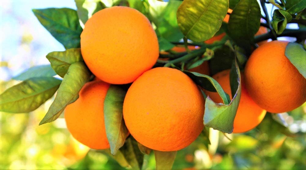 Green Paradise® Sweet Lemon (Mosambi) Seeds suitable for bonsai (pack of 10 seeds) with free media mannure for sowing seeds