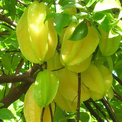 Sweet Star Fruit Live Plant