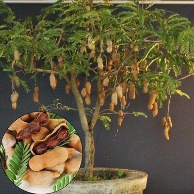 tamarind bonsai tree for sale Exclusive Sweet Tamarind Live Plant Suitable For Bonsai – GreenParadiseLive
