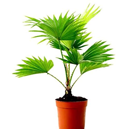 table palm plant Table Palm Live Plant Chinese Palm Live Plant – GreenParadiseLive
