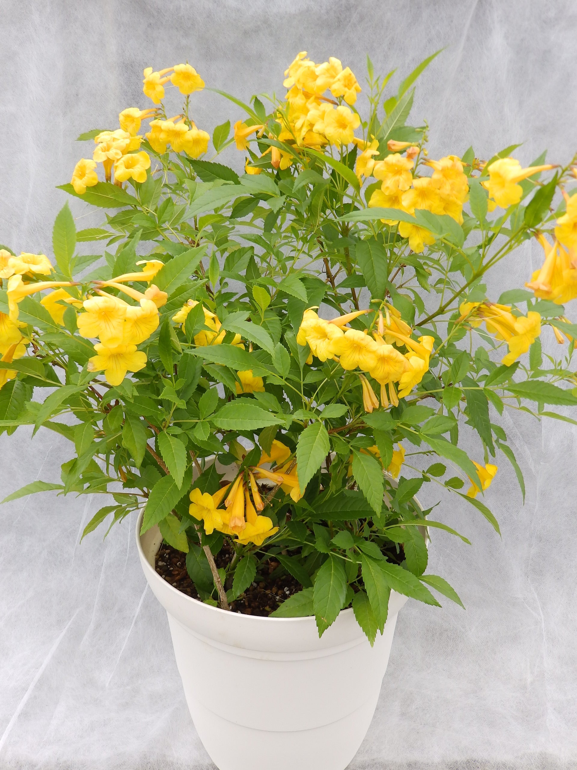 Green Paradise Dwarf Yellow Tecoma Plant