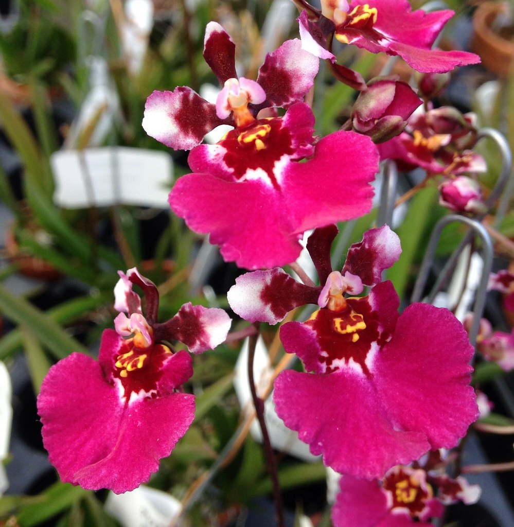 Tolumnia orchid plant (Red Color)