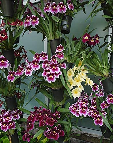 Tolumnia orchid plants (pack of 5) mix colors without flowers