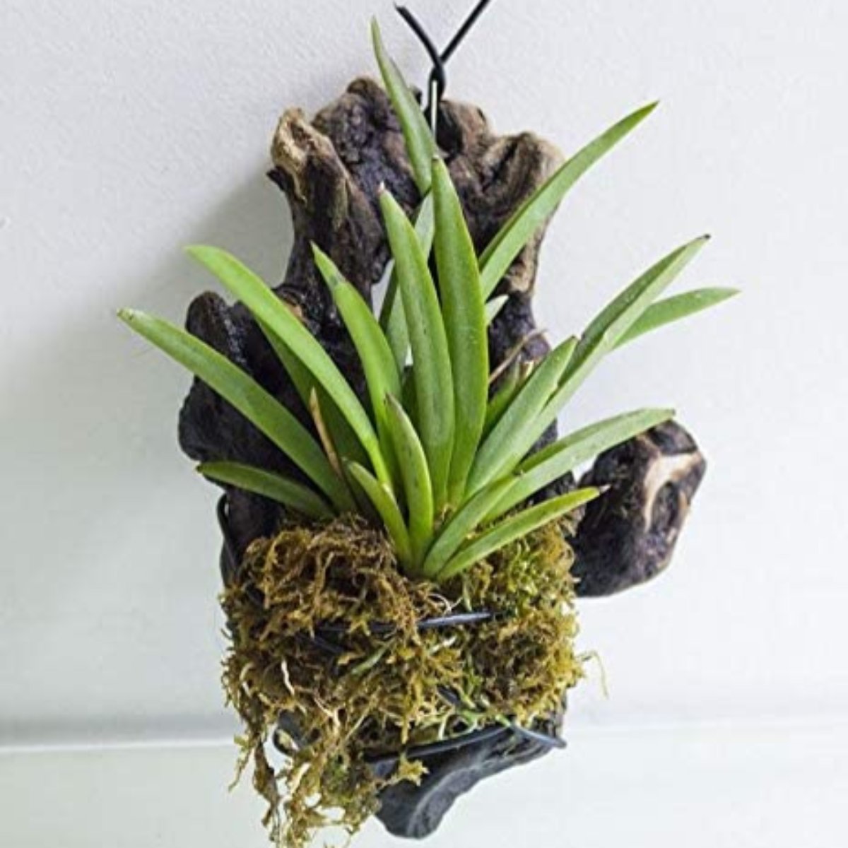 Tolumnia orchid plant (Pink Color)