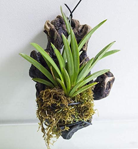 Tolumnia orchid plants (pack of 5) mix colors without flowers