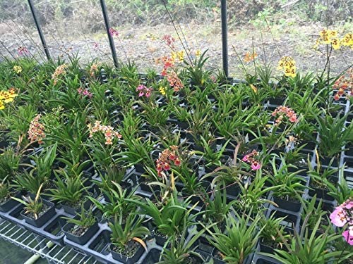 Tolumnia orchid plants (pack of 5) mix colors without flowers