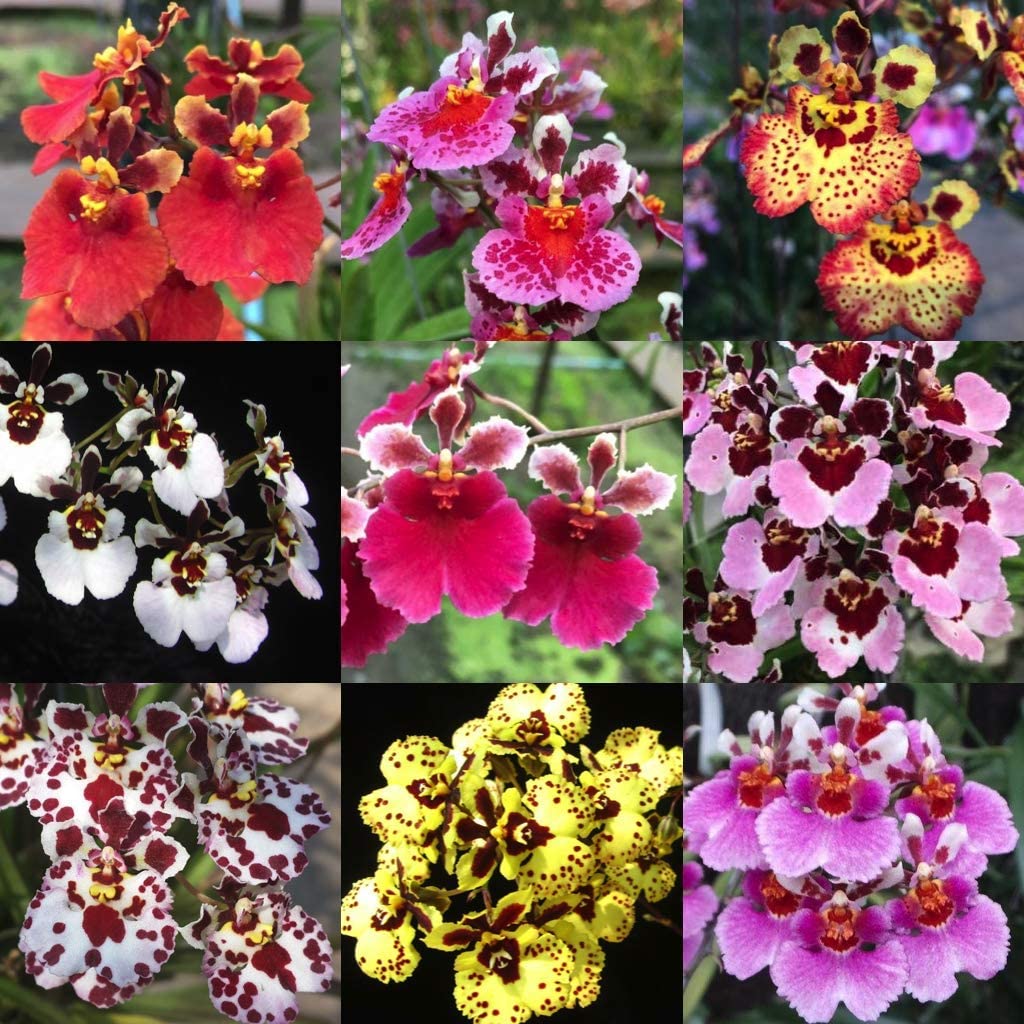 Green Paradise® Tolumnia orchid plants Exotic and Rare Random colors (without flowers)