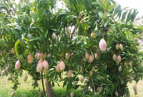 Exclusive Totapuri Mango Live Plant