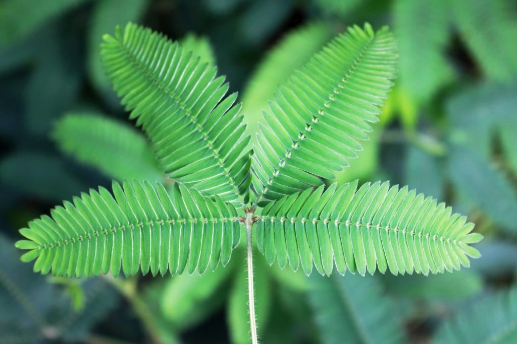 Touch me not Plant