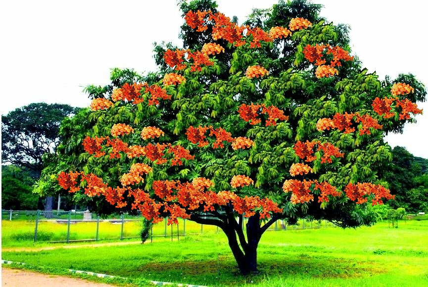 Ashoka Saraca plant