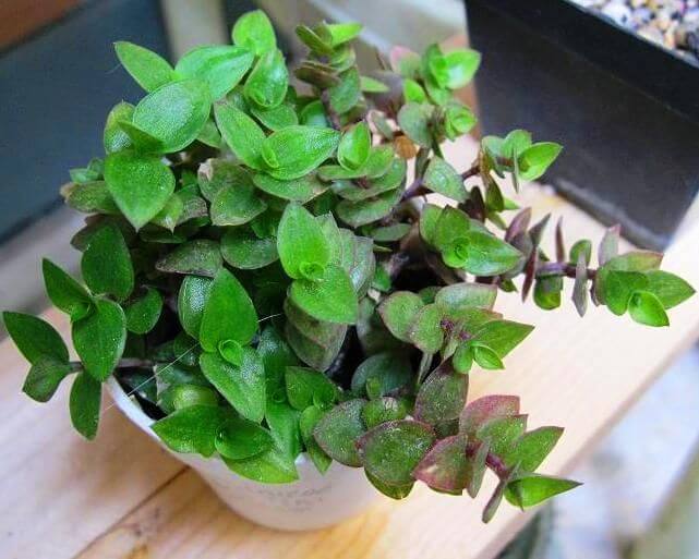Green Paradise® Turtle Vine plant – GreenParadiseLive