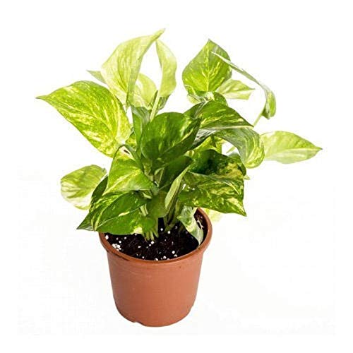 hybrid money plant Variegted Money Plant Air Purifying Goodluck Plant for Indoor – GreenParadiseLive
