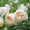 Green Paradise White Scented Climbing Rose Live Plant