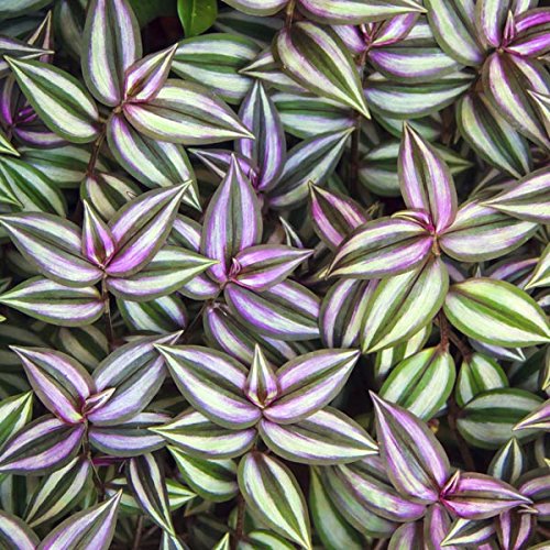 jewish hanging plant Wandering Jew Live Plant With Hanging Pot – GreenParadiseLive
