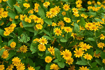 Wedelia Flower Plant Live Full Year Flowering Plant for Hanging Baskets,groundcovers,mini gardens, fairy gardens, bonsai landscapes