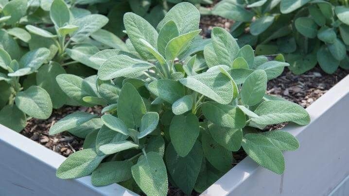 Sage plant Salvia sclarea
