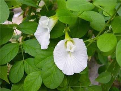 White Aparajita